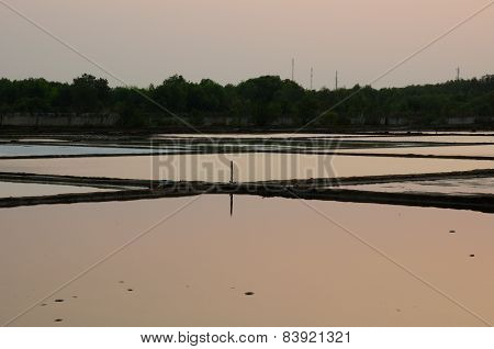 Rice Paddies in Vietnam