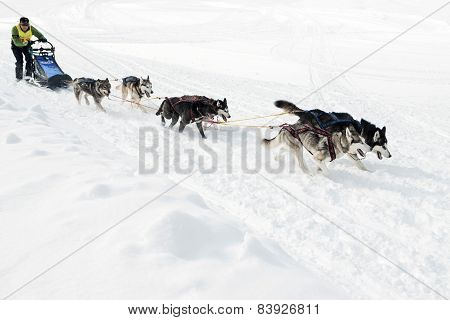 Kamchatka Sled Dog Racing Beringia