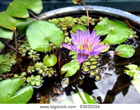 Purple Lotus In The Tub
