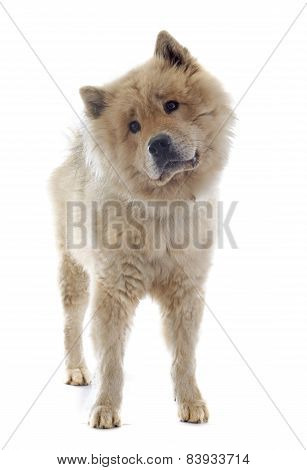 Eurasier