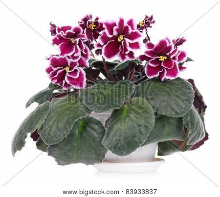 Violet Flowers
