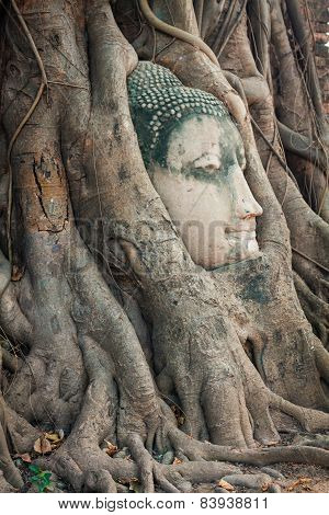 Head Of Buddha Statue In The Tree Roots At Wat Mahathat, Ayutthaya, Thailand.