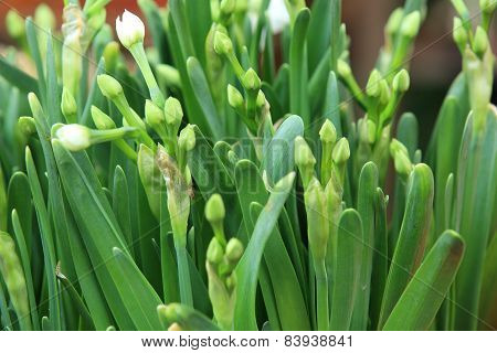 narcissus flowers