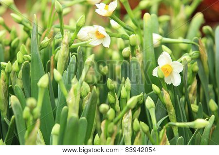 narcissus flowers