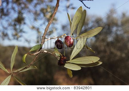 Diseases Affected Olive Trees