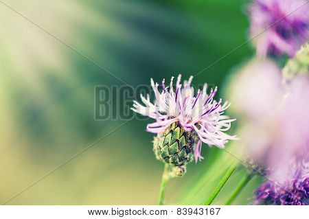 Pink Flower Of Greater Burdock