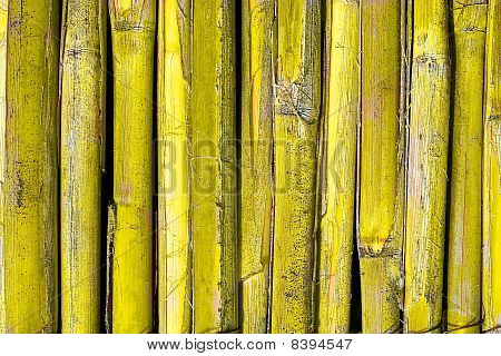 Gelbe reed