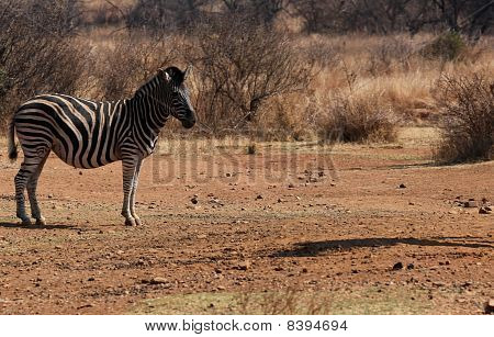 Bergzebra