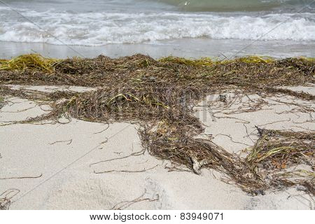 Sandy beach with seaweed