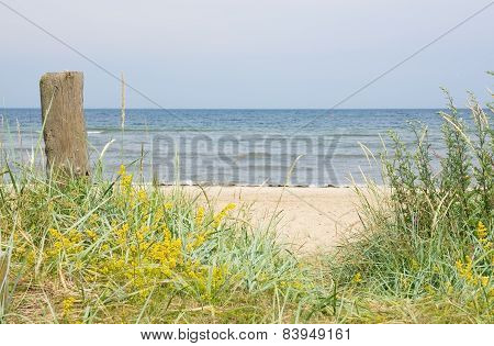 Sandy beach and vegetation