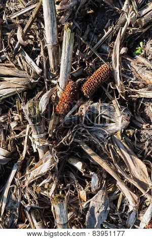 Remnants Of Corn Cultivation On A Sunny Day In Winter