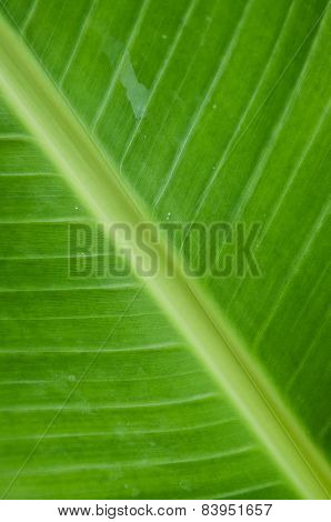 Banana Leaf Background