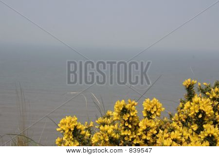 coastal scene