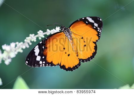 Plain Tiger Butterfly