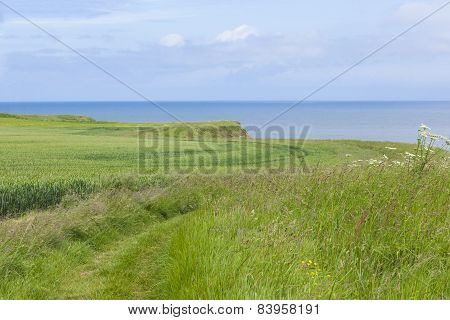 Coastal Footpath At Flamborough Head, Yorkshire, Uk