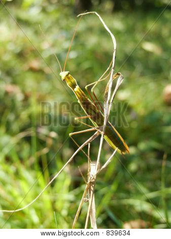 Mantis i gräs