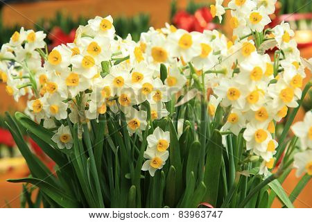 daffadilly flowers