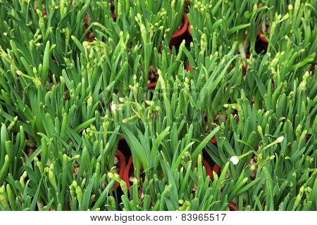 daffadilly flowers