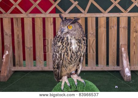 The Eurasian Eagle-owl (bubo Bubo)