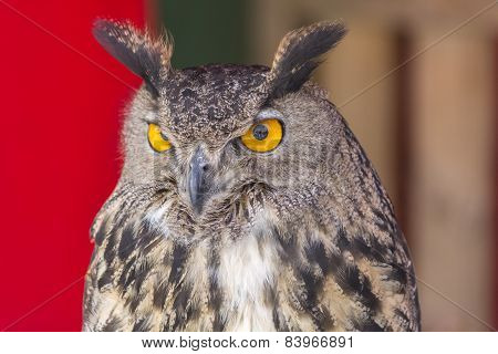 The Eurasian Eagle-owl (bubo Bubo)