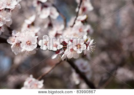 spring flowers