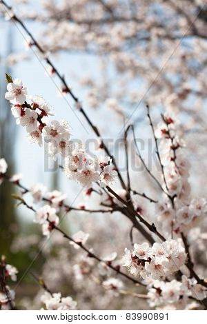 spring flowers