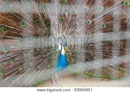 Peacock