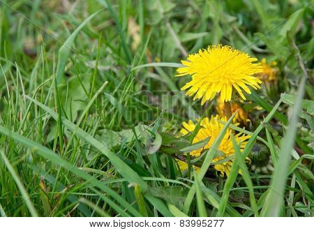 Dandelion flower weed in green grass