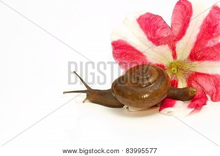 Garden Spiral Snail On Flower ,isolate
