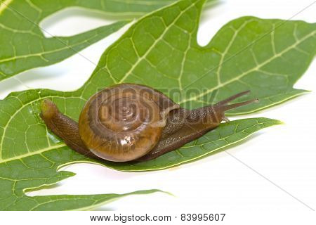 Garden Spiral Snail On Green Leaf ,isolate