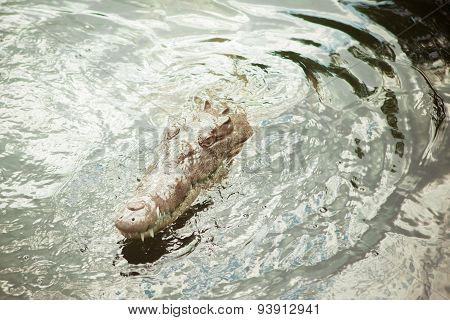 Crocodile