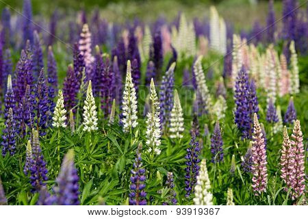Pink, violet, lilac, blue and white Lupine