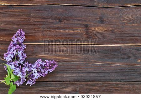 The lilac in a corner on a wooden brown background