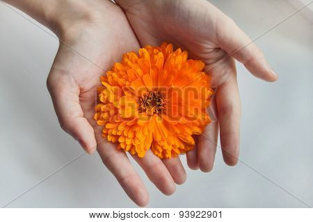Calendula flower