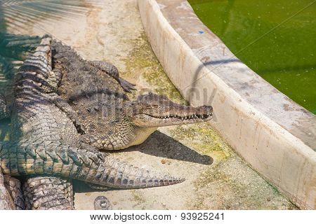 Crocodile