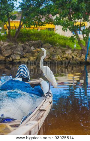 great egret