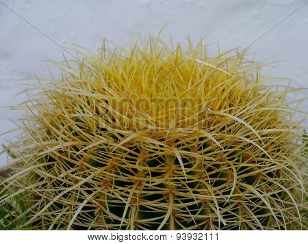 The Golden ball or barrel cactus