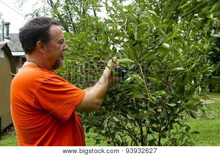 Organic Farmer Picking Sweet Cherries