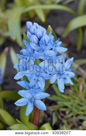 Scilla  flower