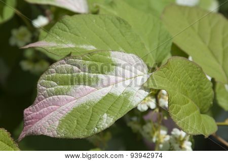 Actinidia Kolomikta Leaves