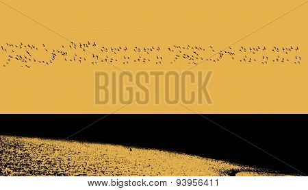 large flock of birds