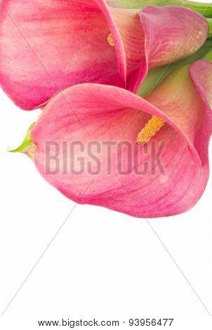 Calla lilly