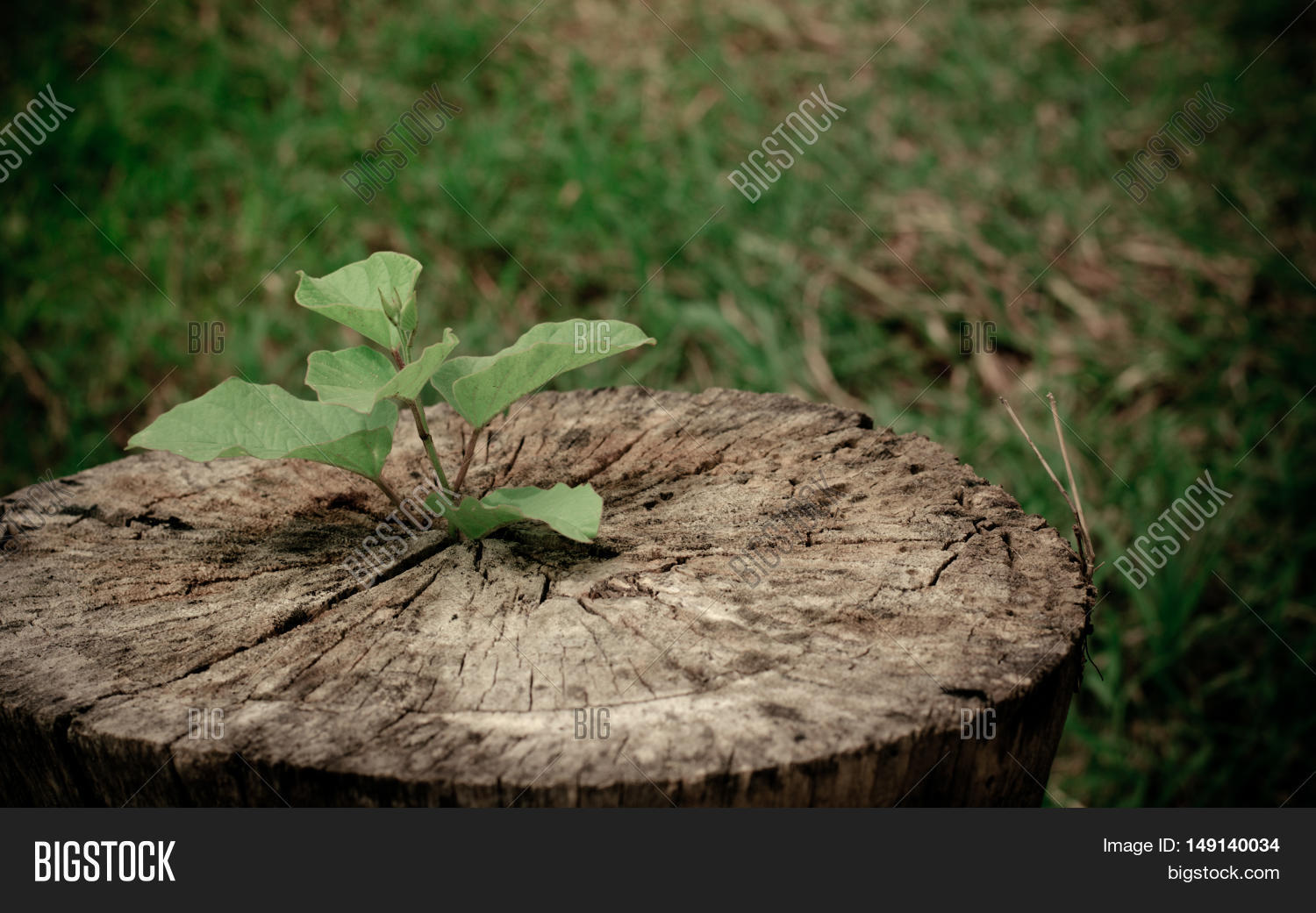 Trees Grow On Stump Image & Photo (Free Trial) Bigstock