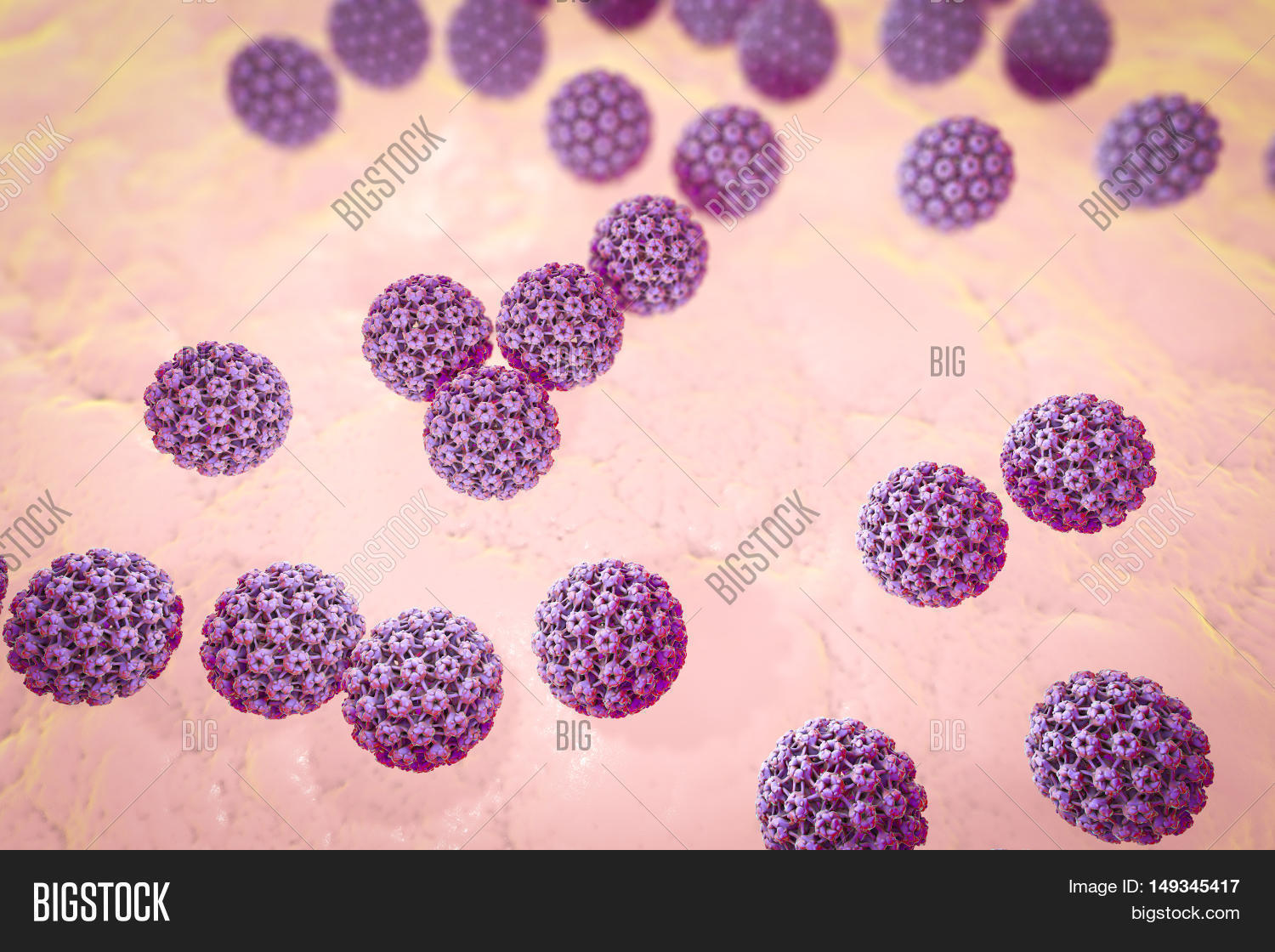 human papilloma virus human papilloma virus