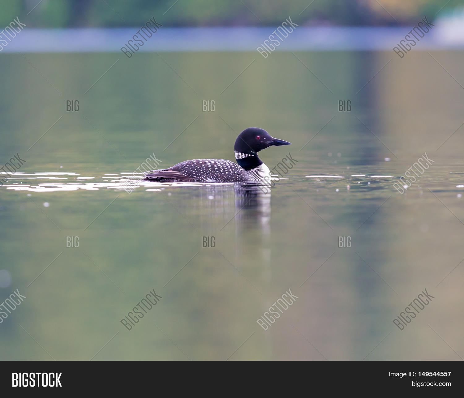 Common Loon Breaching Image & Photo (Free Trial) Bigstock