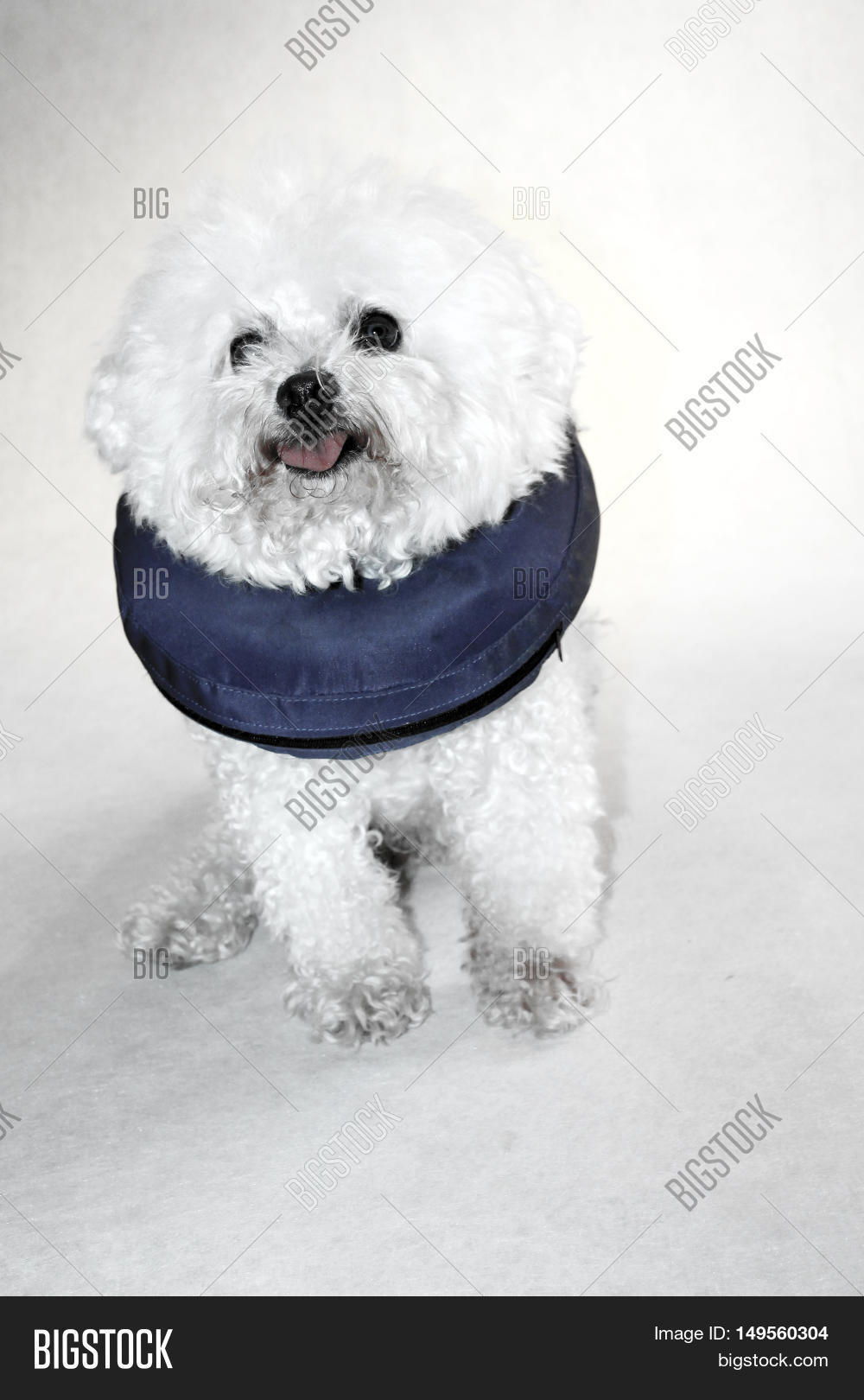 Poor Little Bichon Image Photo Free Trial Bigstock