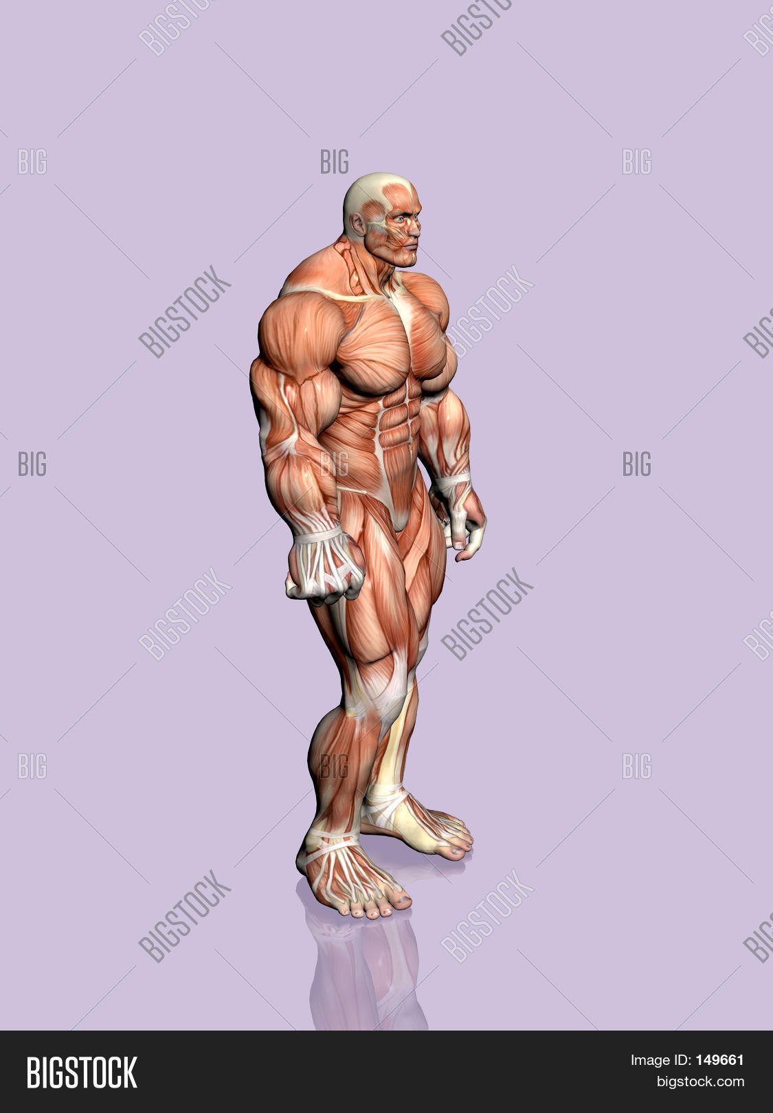 Anatomy Man Image & Photo (Free Trial) | Bigstock