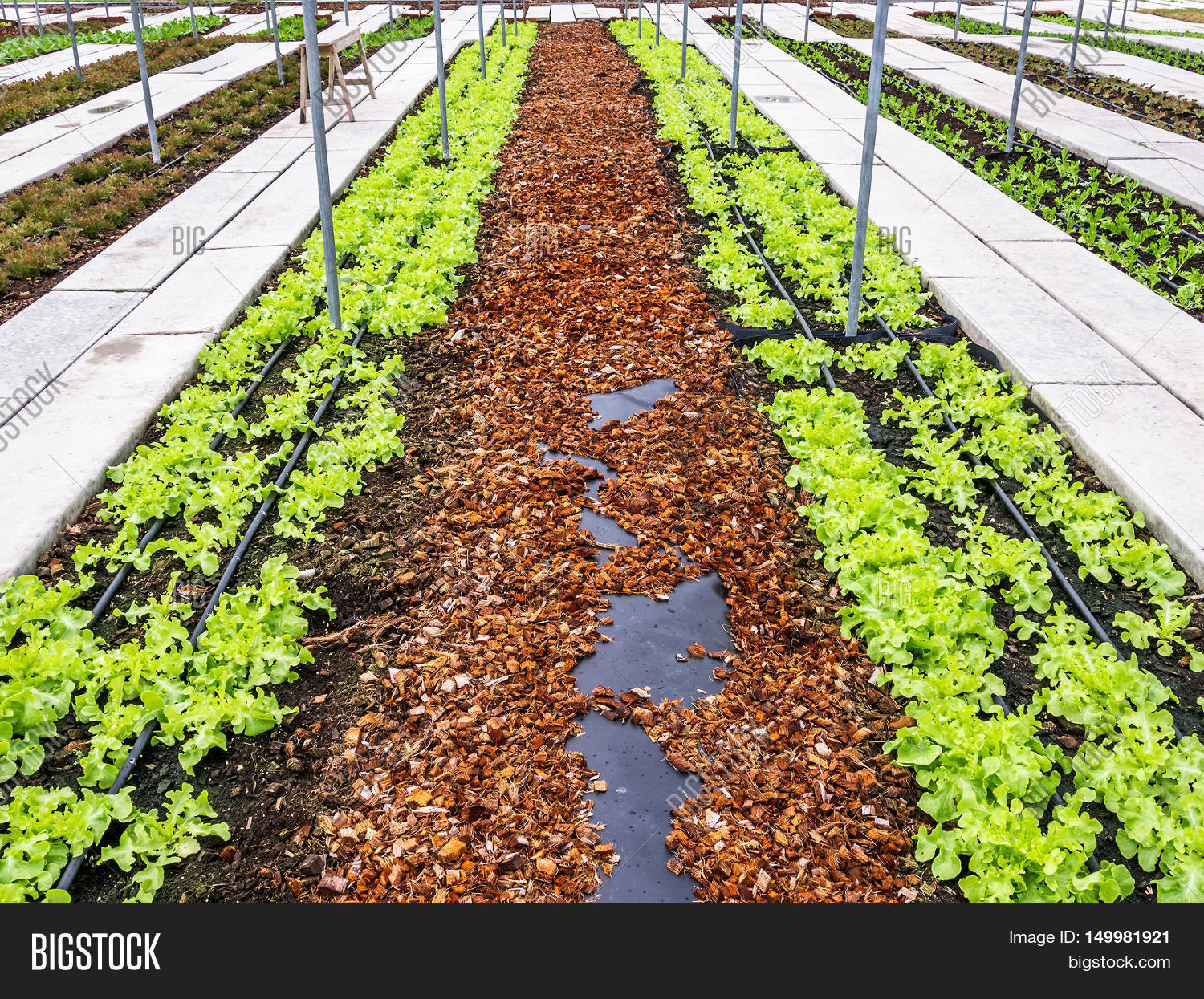 Organic Greenhouse. Image & Photo (Free Trial) Bigstock