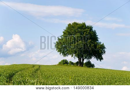 Alone tree in the field of wheat in early summer