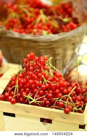 viburnum ripe in basket close up autumn photo